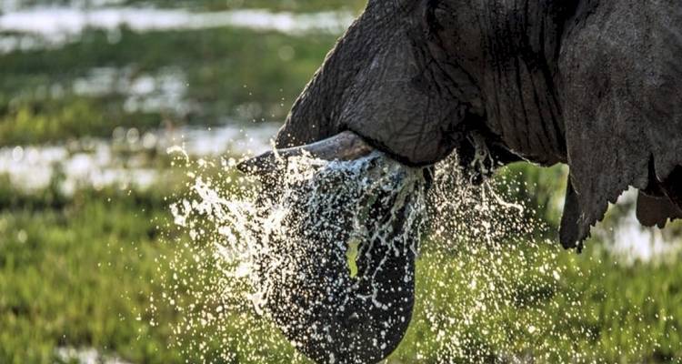 8 jours de safari en camping en groupe au Kenya et en Tanzanie avec une première nuit gratuite à l'hôtel After 40 et une prise en charge gratuite à l'aéroport. - Perfect Wilderness Tours And Safaris 10