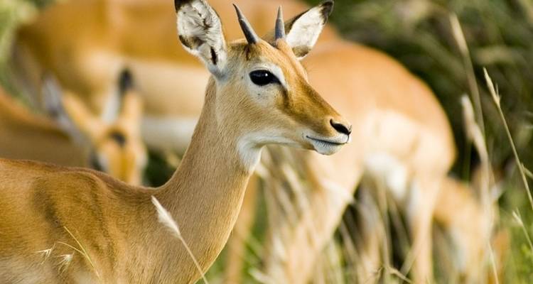 Safari de 3 días por Tanzania - Viola tours & travel 8