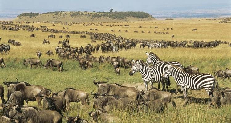 Safari de 3 días por Tanzania - Viola tours & travel 9