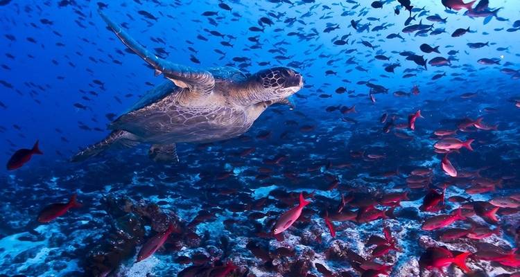 Underwater shot of a sea turtle surrounded by fish.