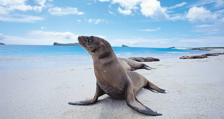 A seal lying on a sandy beach by the ocean.