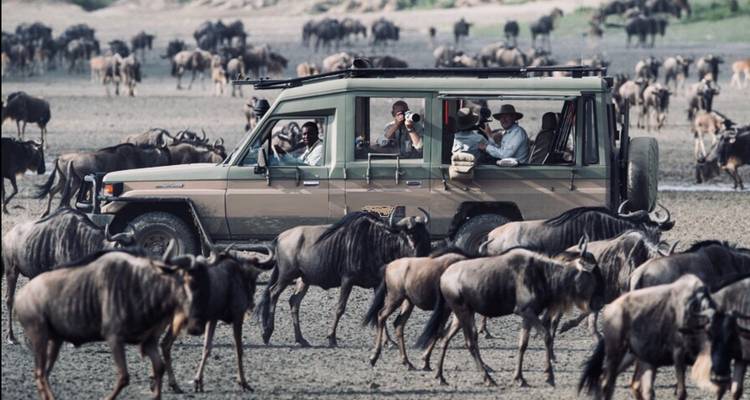 La grande migration en Tanzanie - safari moyen de gamme - Kilimanjaro Trekking Mate 2