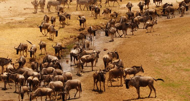 La grande migration en Tanzanie - safari moyen de gamme - Kilimanjaro Trekking Mate 4