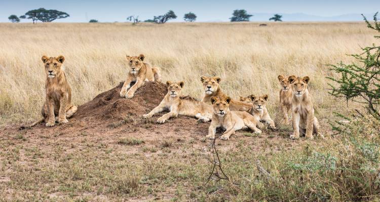 La gran migración de los ñus y safari privado en globo aerostático - Kilimanjaro Trekking Mate 6