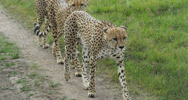 Safari de 5 días en Tanzania - All Time Safaris Ltd 5