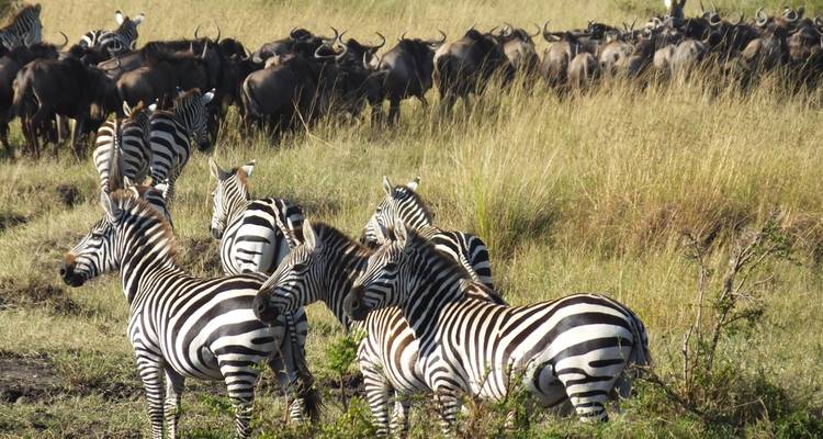Safari de 5 días en Tanzania - All Time Safaris Ltd 9