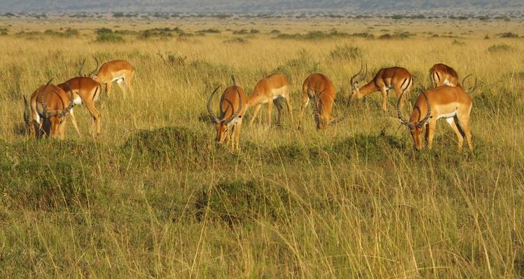 Safari de 5 días en Tanzania - All Time Safaris Ltd 8