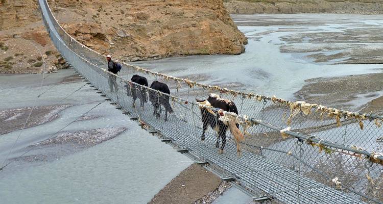 Des vaches traversant un pont suspendu au-dessus d'une rivière.