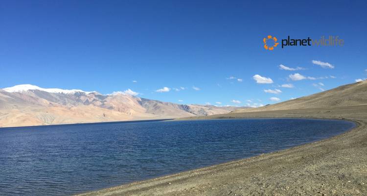 Trans-Himalayan Explorer - Ladakh, India - Planet Wildlife 2