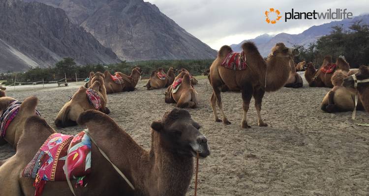 Trans-Himalayan Explorer - Ladakh, India - Planet Wildlife 3