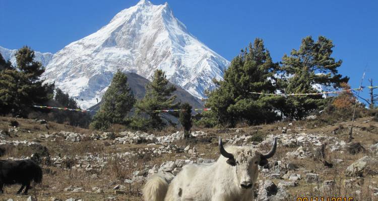 Excursionismo al Manaslu - World Himalayan Destination Pvt Ltd 3