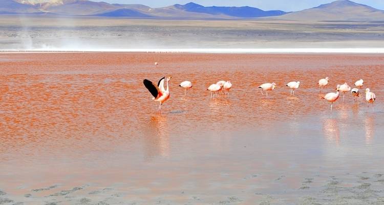 Route terrestre de San Pedro de Atacama à Uyuni et La Paz - 6 nuits - de Calama à La Paz - Hi Travel Argentina 7