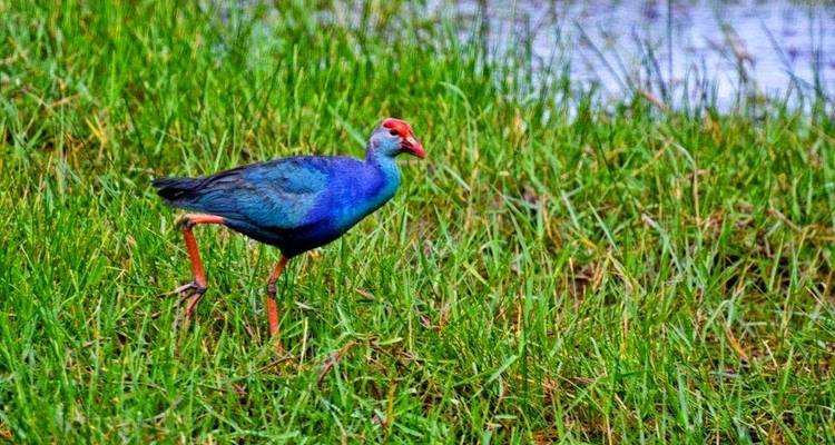 Een kleurrijke paarse waterhoenders vogel lopend op het gras.