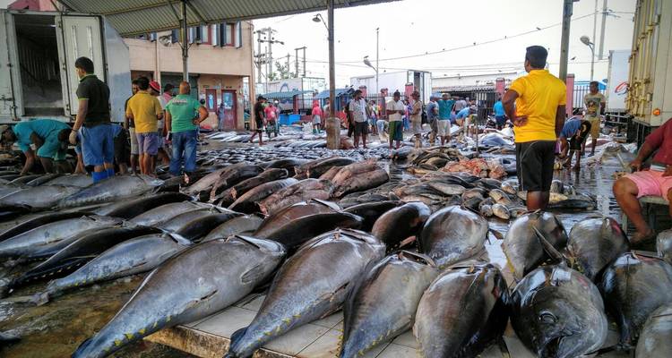 Vismarkt met arbeiders die grote vissen hanteren.