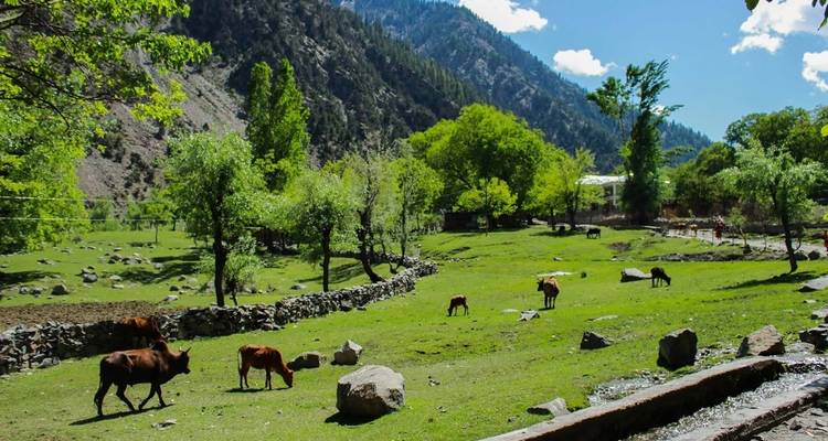 11 días Festival Chillam Josh valle de Kalash Chitral y Peshawar - Rock Valley Tours Pvt Ltd 9
