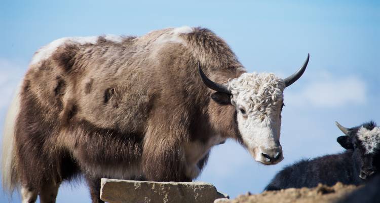 Ein Yak, das in der Nähe einer Berglandschaft steht.