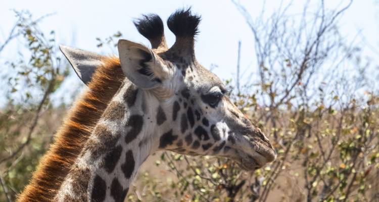 Close-up profile of a giraffe against the backdrop of dry bushes.