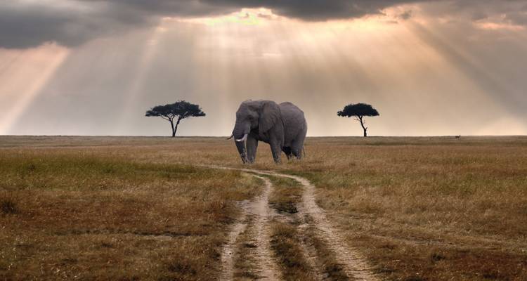 Elephant walking through the savannah with dramatic light rays.