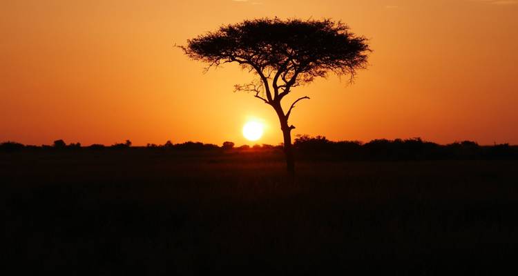 Sunset with a silhouetted acacia tree on the savannah.