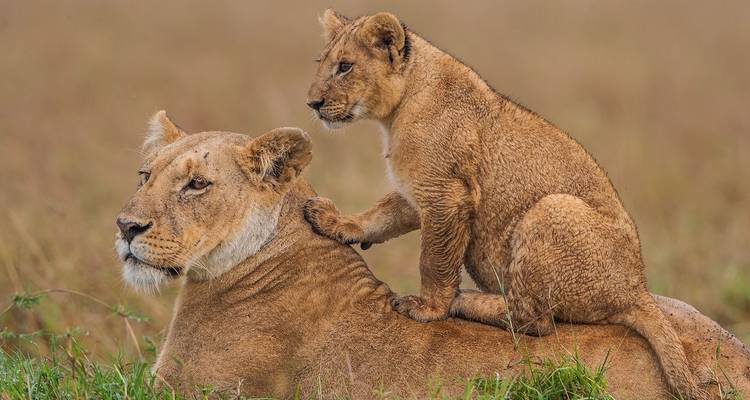 Lioness with a cub climbing on her back.