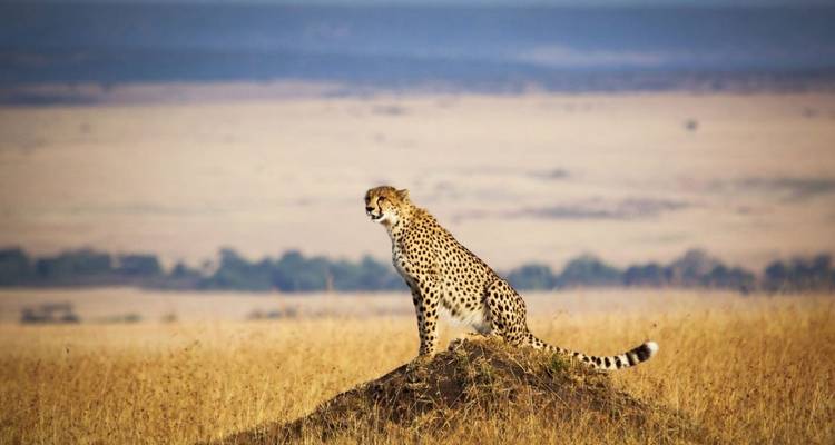 Cheetah sitting on a mound in the open savannah.