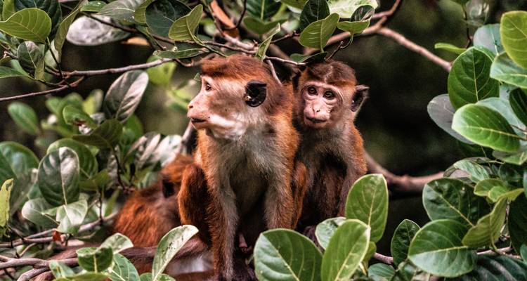 Experiencias auténticas de 6 días en Sri Lanka - Beyond Escapes 3