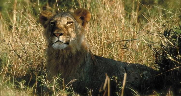 Safari classique de 7 jours en Tanzanie - Viola tours & travel 6