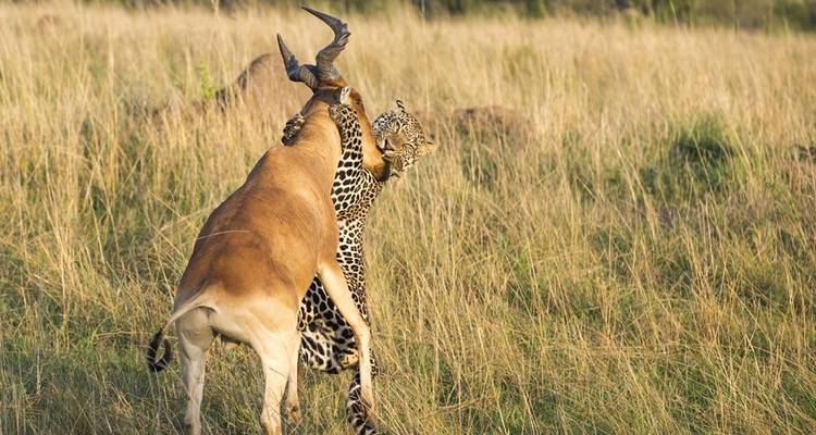 Safari de luxe de 5 jours en Tanzanie - Viola tours & travel 3