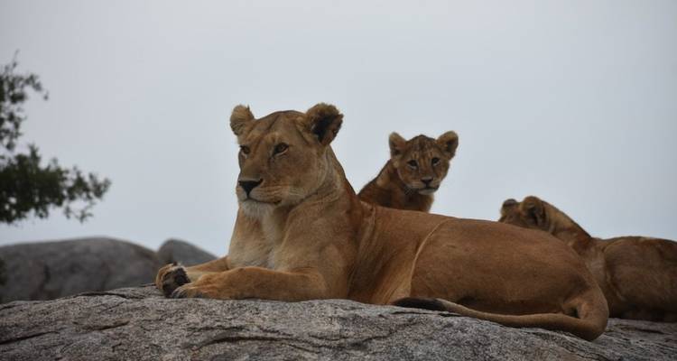 Safari de luxe de 5 jours en Tanzanie - Viola tours & travel 2