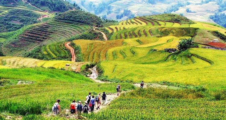 Senderistas caminando por campos en terrazas con cultivos verdes y amarillos.