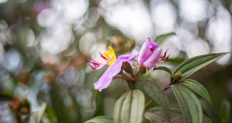 Primer plano de una flor rosa con un fondo difuminado.