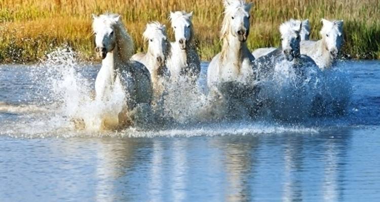 Tous les sites incontournables du Rhône entre Lyon, la Provence et la Camargue avec un dîner au restaurant Abbaye de Collonges de Paul Bocuse - OFFERT (including Vienne) - CroisiEurope River Cruises 8