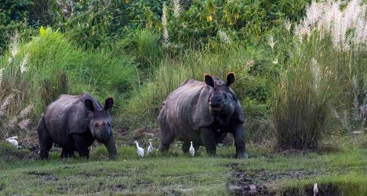 Safari dans la jungle de Chitwan - Escape Himalaya Trek 2