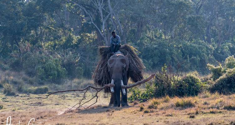 Safari dans la jungle de Chitwan - Escape Himalaya Trek 3
