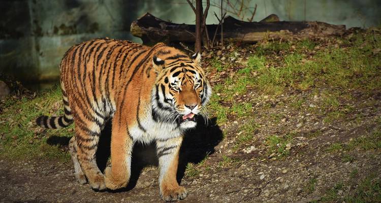 Un tigre camina a zancadas a través de la luz solar moteada por el borde de un bosque, con la lengua ligeramente afuera.