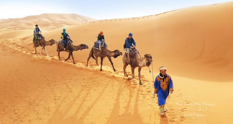 Camel caravan led by a guide across sand dunes in the desert.