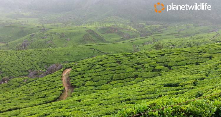Explore the best of Kerala, India - Planet Wildlife 6