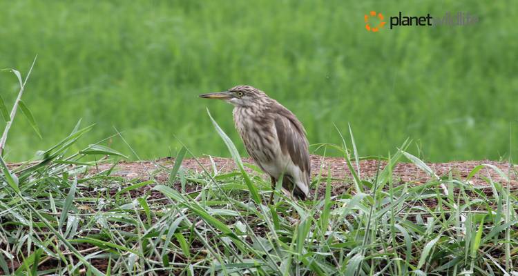 Explore the best of Kerala, India - Planet Wildlife 7