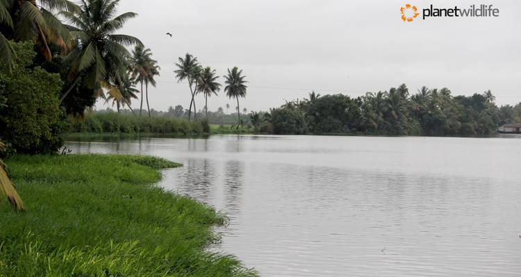 Explore the best of Kerala, India - Planet Wildlife 4