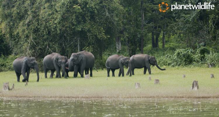Explore the best of Kerala, India - Planet Wildlife 2