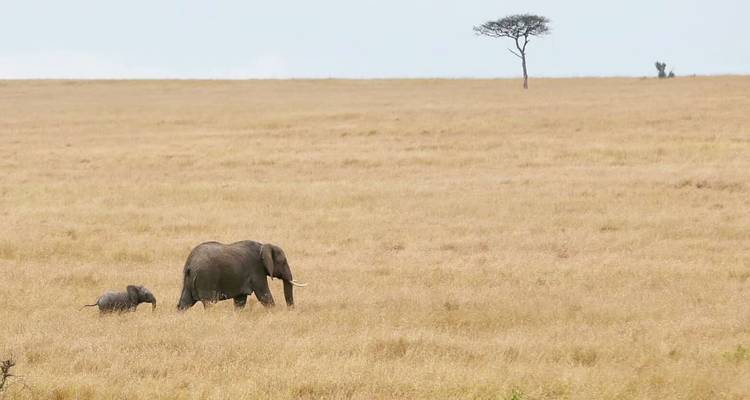 Een volwassen olifant en babylolifant die door de savanne lopen.