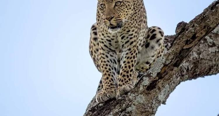 Conquérir le Mont Meru en 5 jours - Maasai African Guides and DMC Ltd 2