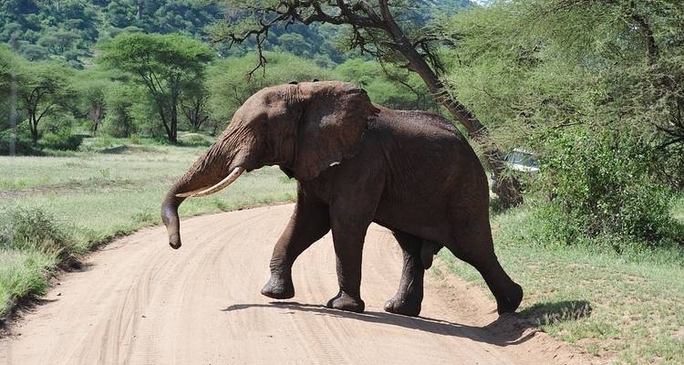 Conquérir le Mont Meru en 5 jours - Maasai African Guides and DMC Ltd 8