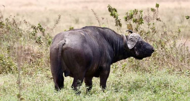 Conquérir le Mont Meru en 5 jours - Maasai African Guides and DMC Ltd 3