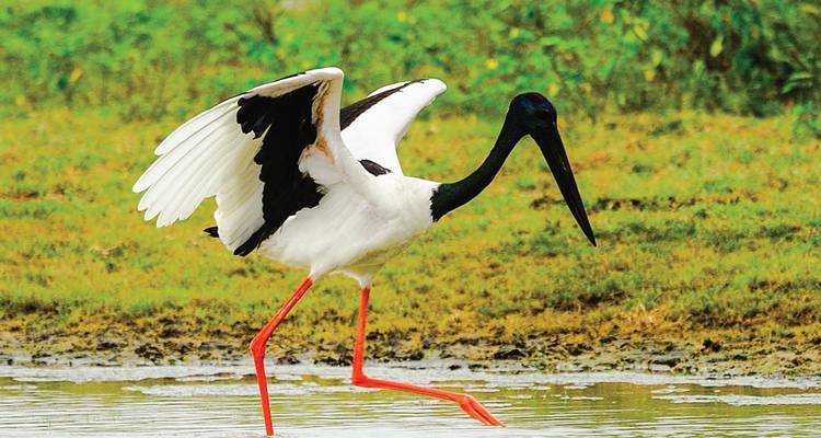 Un pájaro entrando en agua poco profunda con las alas parcialmente extendidas.