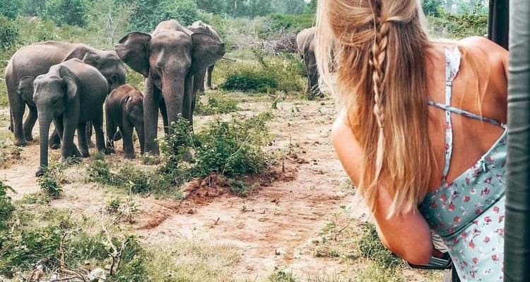 Persona mirando una manada de elefantes desde un vehículo de safari.