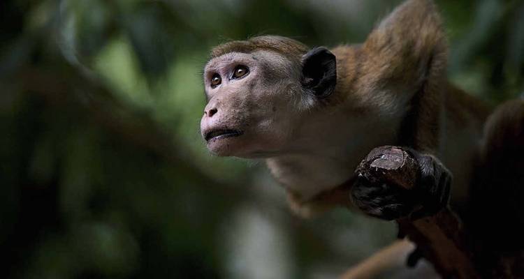 Mono posado en una rama, con follaje verde de fondo.