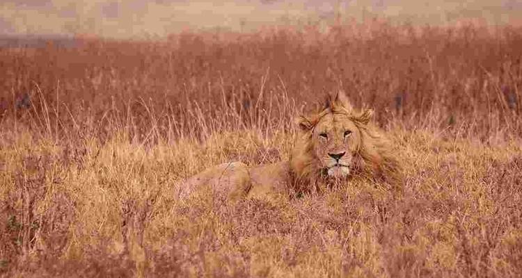 Safaris de 8 días por Tanzania con conocimientos culturales - Viola tours & travel 3