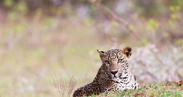Leopard, der in einem grasbewachsenen Bereich liegt.