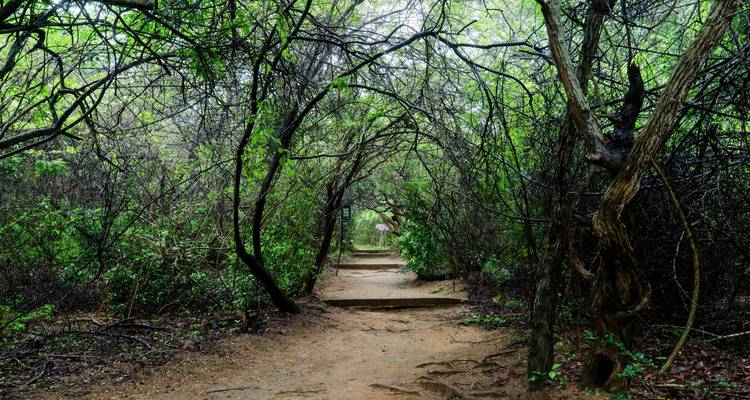 Sentier de terre étroit serpentant à travers un fourré vert dense formant un tunnel naturel à Yala.